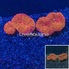Lobed Brain Coral Australia (click for more detail)