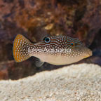 Pearl Toby Puffer (click for more detail)