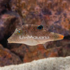 Pearl Toby Puffer (click for more detail)