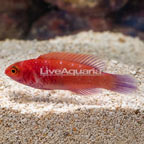 Red Velvet Fairy Wrasse (click for more detail)