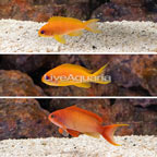 Lyretail Anthias, Trio  (click for more detail)
