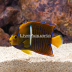 Passer Angelfish (click for more detail)