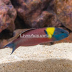 Paddlefin Wrasse (click for more detail)