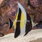 Moorish Idol EXPERT ONLY (click for more detail)