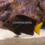 Caribbean Jewel Damsel Adult (click for more detail)