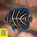 Koran Angelfish, Juvenile (click for more detail)