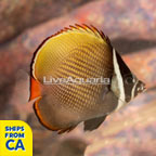Pakistan Butterflyfish (click for more detail)