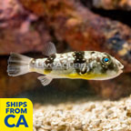 Milk-Spotted Puffer (click for more detail)