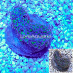 Hammer Coral Indonesia (click for more detail)