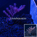 USA Cultured Pink Gorgonian (click for more detail)