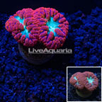 LiveAquaria® Red and Green Blastomussa Coral (click for more detail)