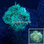 Elegance Coral Australia  (click for more detail)