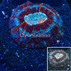 Meat Coral Indonesia (click for more detail)