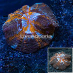 Meat Coral Indonesia (click for more detail)
