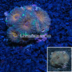 Acan Echinata Coral (click for more detail)