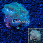 Vietnam Green Blastomussa Coral (click for more detail)