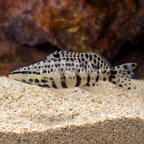Harlequin Bass (click for more detail)