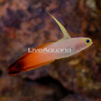 Firefish Goby (click for more detail)