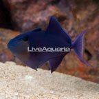 Niger Triggerfish  (click for more detail)
