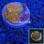 LiveAquaria® Ultra Chalice Coral and Zoanthus Polyp Combo (click for more detail)
