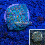 LiveAquaria® Ultra Chalice Coral (click for more detail)