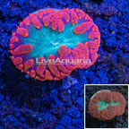 LiveAquaria® Red and Green Blastomussa Coral (click for more detail)