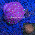 USA Cultured Cyphastrea Coral (click for more detail)