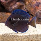 Caribbean Blue Tang (click for more detail)