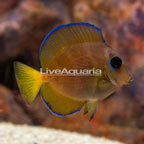 Caribbean Blue Tang (click for more detail)