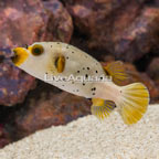 Freckled Dogface Puffer (click for more detail)