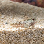 Molly Miller Blenny (click for more detail)