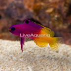 Royal Gramma (click for more detail)