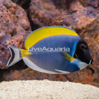 Powder Blue Tang (click for more detail)