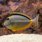 Blonde Naso Tang, Male (click for more detail)