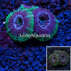 LiveAquaria® Acan Lord Coral (click for more detail)