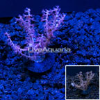 USA Cultured Pink Gorgonian (click for more detail)