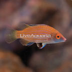 Pink-Streaked Wrasse (click for more detail)