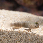 Spotted Watchman Goby (click for more detail)