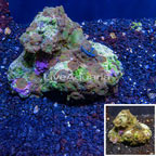 Actinodiscus Mushroom Rock Indonesia (click for more detail)