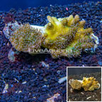 Devil's Hand Leather Coral Indonesia (click for more detail)