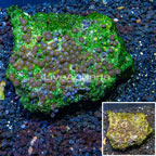 Zoanthus Coral Vietnam (click for more detail)