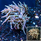 Sinularia Leather Coral Vietnam (click for more detail)