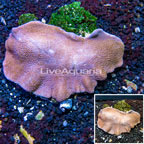 Toadstool Leather Coral Vietnam (click for more detail)