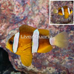 Clarkii Clownfish (click for more detail)