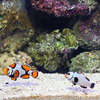 ORA® Captive-Bred Picasso x Platinum Percula Clownfish (Retired Broodstock Pair) (click for more detail)