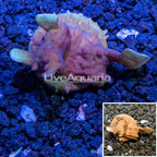 USA Cultured Pavona Coral (click for more detail)