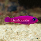 Purple Dottyback (click for more detail)