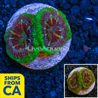 LiveAquaria® Cultured Ultra Acan Lord Coral (click for more detail)