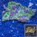 Zoanthus Coral Vietnam (click for more detail)
