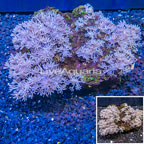 Xenia Coral Indonesia (click for more detail)